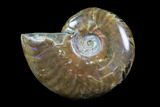 Iridescent, Red Flash Ammonite - Madagascar #82423-1
